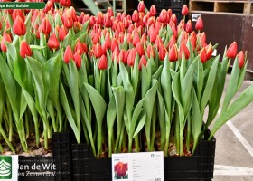 Tulipa Body Builder ® (1)